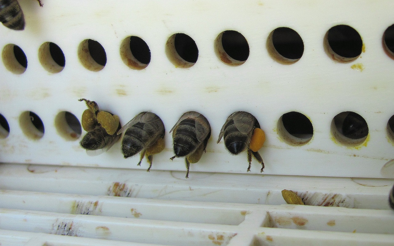 Первый Вибратор С Пчелами