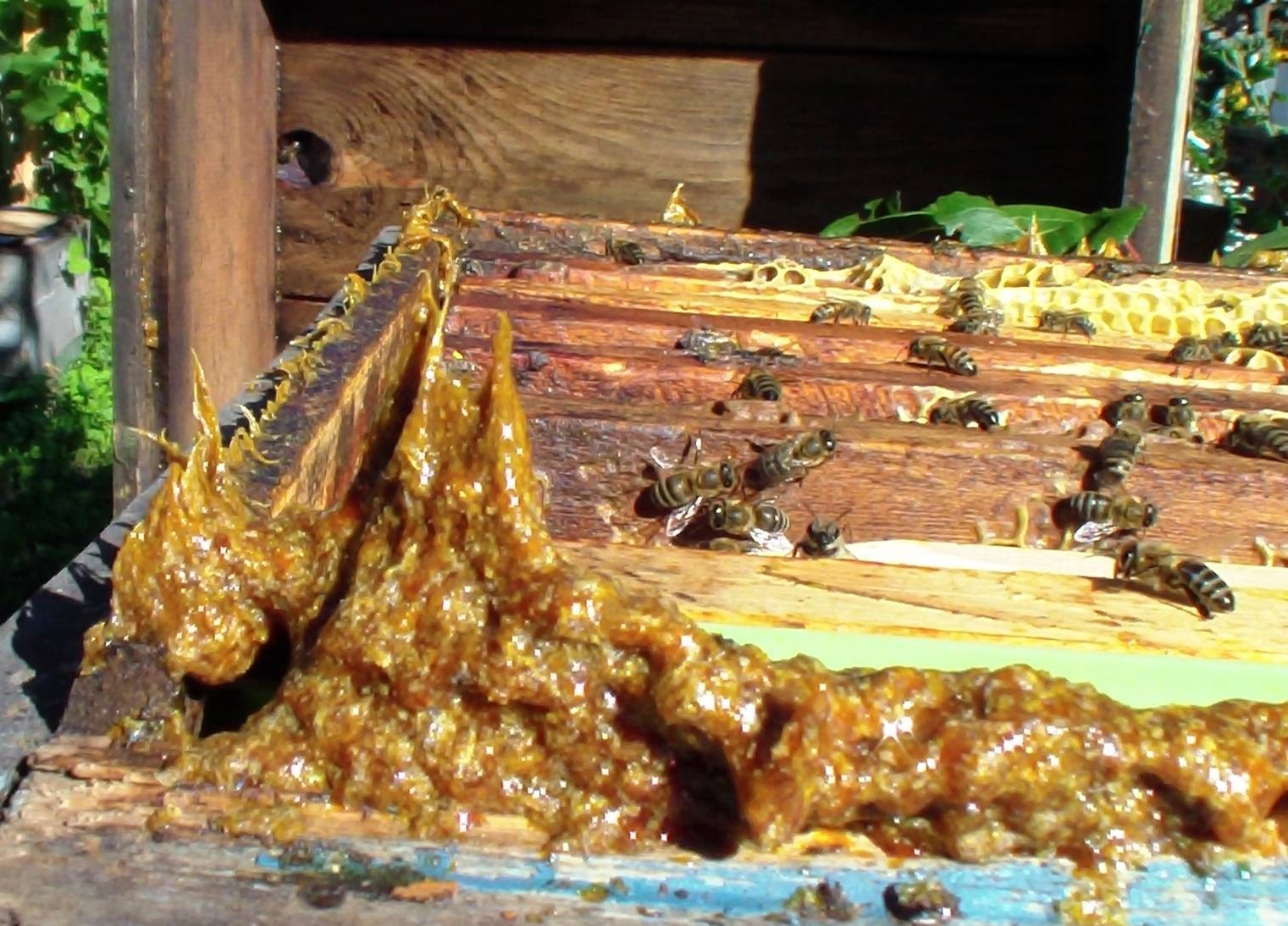 Прополис пчелиный натуральный как выглядит фото