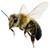 пчела на белом фоне