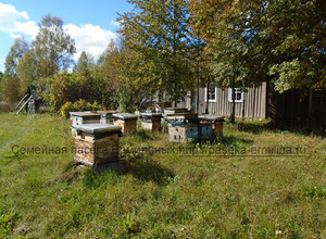 купить пчелопакеты карпатской породы в Брянске в Смоленске