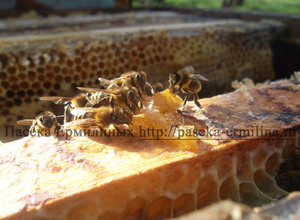 пчелы едят мёд